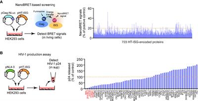 MAL Inhibits the Production of HIV-1 Particles by Sequestering Gag to Intracellular Endosomal Compartments